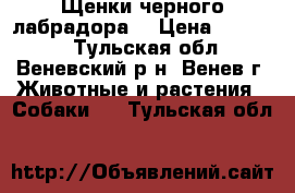 Щенки черного лабрадора  › Цена ­ 10 000 - Тульская обл., Веневский р-н, Венев г. Животные и растения » Собаки   . Тульская обл.